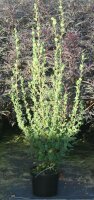 Strauchbirke - Betula humilis  60-80 cm, Strauch im...