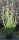 Strauchbirke - Betula humilis  60-80 cm, Strauch im 3 Liter Container