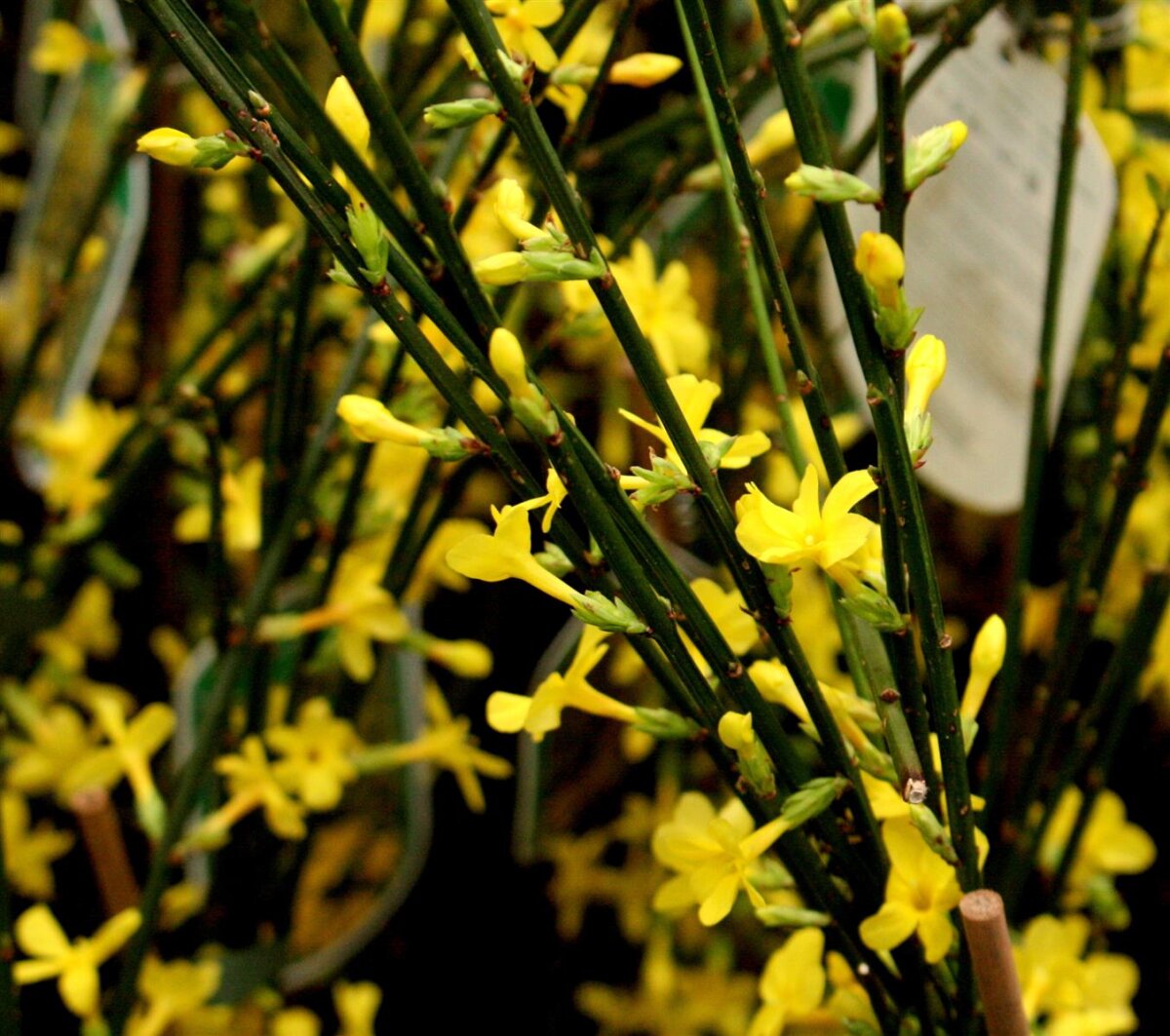 Jasminum Nudiflorum - Jasmin D'Hiver Jaune 50-60 Cm En Conteneur