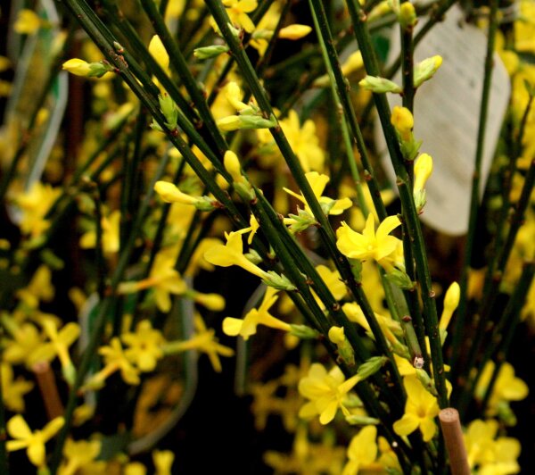 Jasmin - Jasminum nudiflorum 40-60 cm, im 2 Liter Container