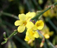 Jasmin - Jasminum nudiflorum 40-60 cm, im 2 Liter Container
