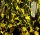 Jasmin - Jasminum nudiflorum 40-60 cm, im 2 Liter Container