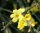 Jasmin - Jasminum nudiflorum 40-60 cm, im 2 Liter Container