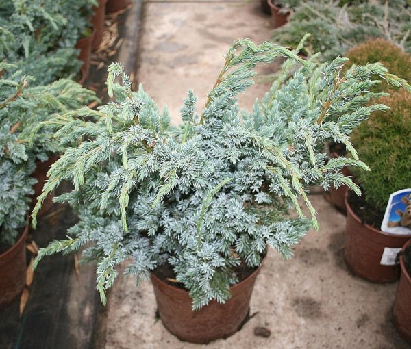 Blauzeder-Wacholder - Juniperus squamata Meyeri 30-40 cm, im 3-Liter Container