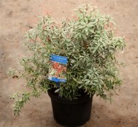Japanische Lavendelheide - Pieris japonica Little Heath‘