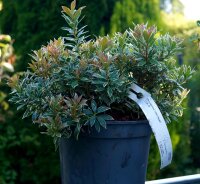 Japanische Lavendelheide - Pieris japonica Little Heath‘