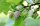 Maulbeerbaum - Morus alba 80-100 cm, im 7,5-Liter Container