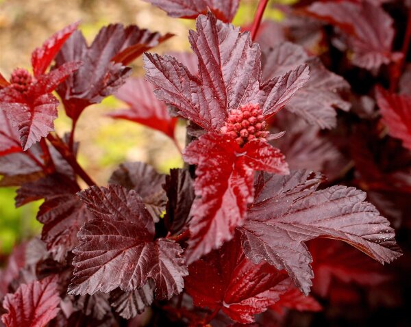 Blasenspiere Lady in Red Physocarpus opulifolius 40-60 cm, Strauch im 5 Liter Container