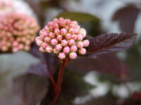 Blasenspiere Lady in Red Physocarpus opulifolius 40-60 cm, Strauch im 5 Liter Container