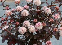 Blasenspiere Lady in Red Physocarpus opulifolius 40-60 cm, Strauch im 5 Liter Container