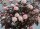 Blasenspiere Lady in Red Physocarpus opulifolius 40-60 cm, Strauch im 5 Liter Container