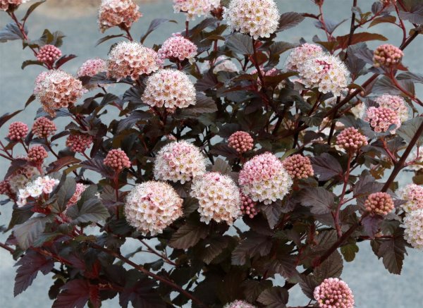 Blasenspiere Lady in Red Physocarpus opulifolius 60-80 cm, Strauch im 5 Liter Container