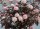 Blasenspiere Lady in Red Physocarpus opulifolius 60-80 cm, Strauch im 5 Liter Container