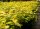 Blasenspiere Darts Gold Physocarpus opulifolius 60-100 cm, Strauch im 5 Liter Container