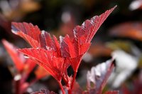 Blasenspiere - Physocarpus opulifolius Diabolo dOr