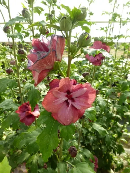 Hibiskus Duc de Brabant Hibiscus syriacus Eibisch Roseneibisch
