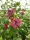 Hibiskus Duc de Brabant Hibiscus syriacus Eibisch Roseneibisch