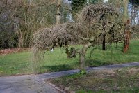 Maulbeerbaum hängend - Hängeform - Morus alba...