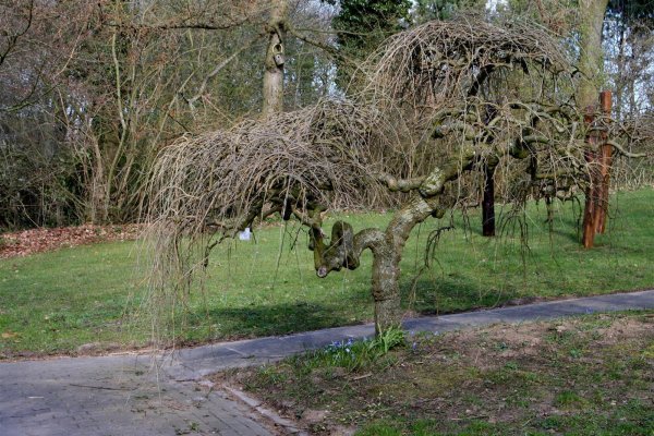 Maulbeerbaum - Morus alba - Maulbeerbaum Stämmchen, Stammhöhe 125 cm, im 7,5 Liter Container