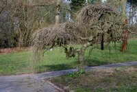 Maulbeerbaum - Morus alba - Maulbeerbaum Hochstamm,...