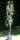Birne Rote Williams Christ - Pyrus com. Rote Williams Christ Halbstamm, ca. 170 cm, im 10 Liter Container