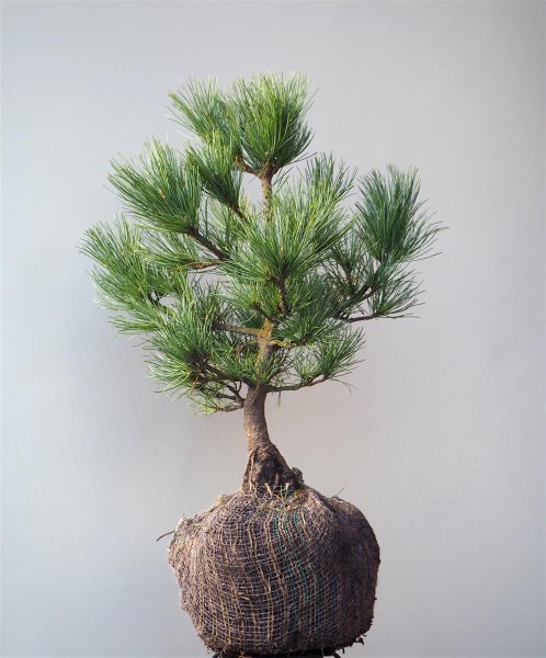 Blaue Zirbelkiefer kompakte Form - Pinus cembra Compacta Glauca