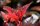 Blasenspiere - Physocarpus opulifolius Diabolo dOr 60-100 cm, Strauch im 5 Liter Container