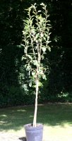 Nashi Apfelbirne Nijiseiki - Pyrus pyrifolia Nijiseiki...