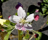Pflaume Mirabellen-Aprikose Aprimira - Prunus Aprimira