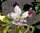 Pflaume Mirabellen-Aprikose Aprimira - Prunus Aprimira