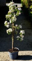 Pflaume Mirabellen-Aprikose Aprimira - Prunus Aprimira  Buschbaum, 150 cm, im 10 Liter Container