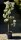 Pflaume Mirabellen-Aprikose Aprimira - Prunus Aprimira  Buschbaum, 150 cm, im 10 Liter Container