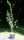 Pflaumenbaum Jojo® - Prunus domestica - Jojo®