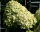 Hortensie Rispenhortensie - Hydrangea paniculata Limelight 60-100 cm, im 5-Liter Container