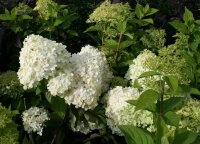 Hortensie Rispenhortensie - Hydrangea paniculata...