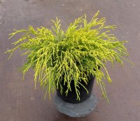 Gelbe Fadenzypresse Chamaecyparis pisifera Filifera Aurea Nana 20-25 cm, im 2-Liter Container