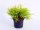 Gelbe Fadenzypresse Chamaecyparis pisifera Filifera Aurea Nana 20-25 cm, im 2-Liter Container