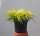 Gelbe Fadenzypresse Chamaecyparis pisifera Filifera Aurea Nana 20-25 cm, im 2-Liter Container