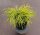 Gelbe Fadenzypresse Chamaecyparis pisifera Filifera Aurea Nana 20-25 cm, im 2-Liter Container