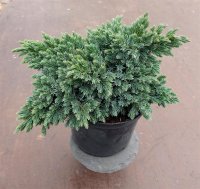 Blauer Zwergwacholder Juniperus squamata Blue Star 20-25 cm, im 2-Liter Container