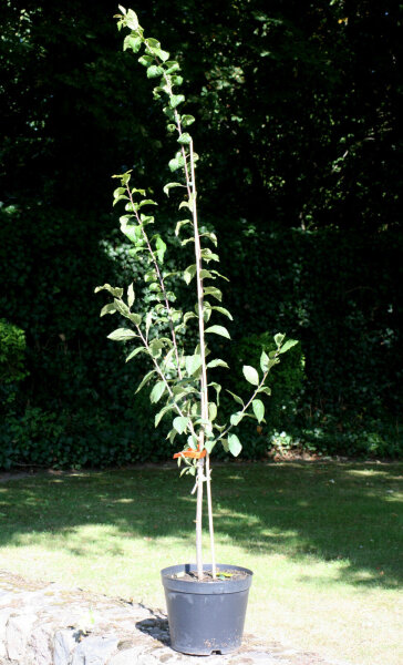 Pflaumenbaum Ortenauer Typ Borssumer - Prunus domestica - Ortenauer Typ Borssumer Halbstamm, 170 cm, wurzelnackt