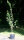 Pflaumenbaum Ortenauer Typ Borssumer - Prunus domestica - Ortenauer Typ Borssumer Halbstamm, 170 cm, wurzelnackt