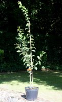 Pflaumenbaum President - Prunus domestica - President...