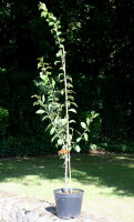 Pflaumenbaum The Czar - Prunus domestica - The Czar...