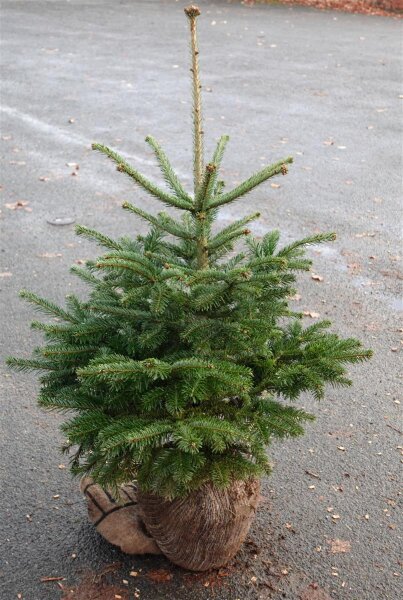Nordmanntanne - Abies nordmanniana  80-100 cm, balliert