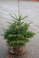 Nordmanntanne - Abies nordmanniana  80-100 cm, balliert