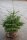 Nordmanntanne - Abies nordmanniana  80-100 cm, balliert