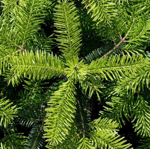 Nordmanntanne - Abies nordmanniana  40-60 cm, balliert