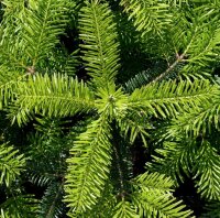 Nordmanntanne - Abies nordmanniana  40-60 cm, balliert