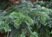 Nordmanntanne - Abies nordmanniana  40-60 cm, balliert